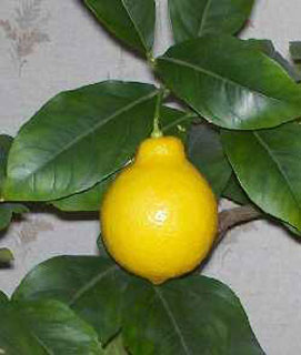 лимон на подоконнике